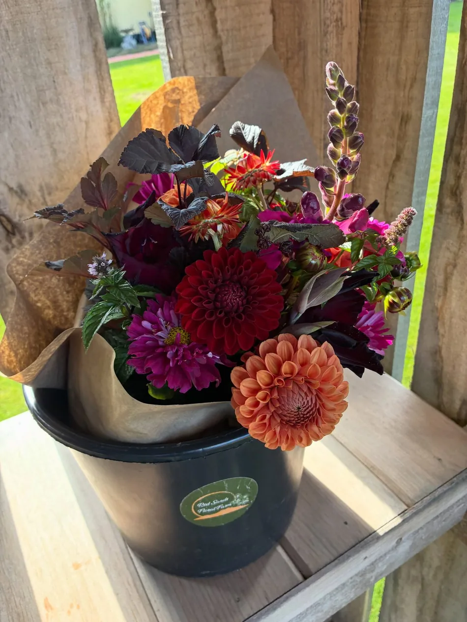 Autumn bouquet of dahlias in a black Red Sands Floral Farm bucket on a wooden bench
