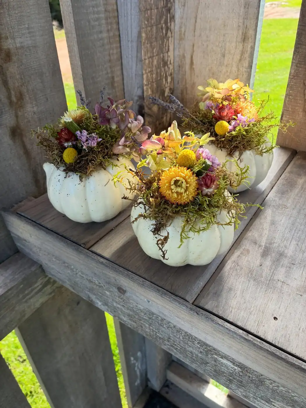 Three fall floral arrangements in white pumpkins on a wooden bench