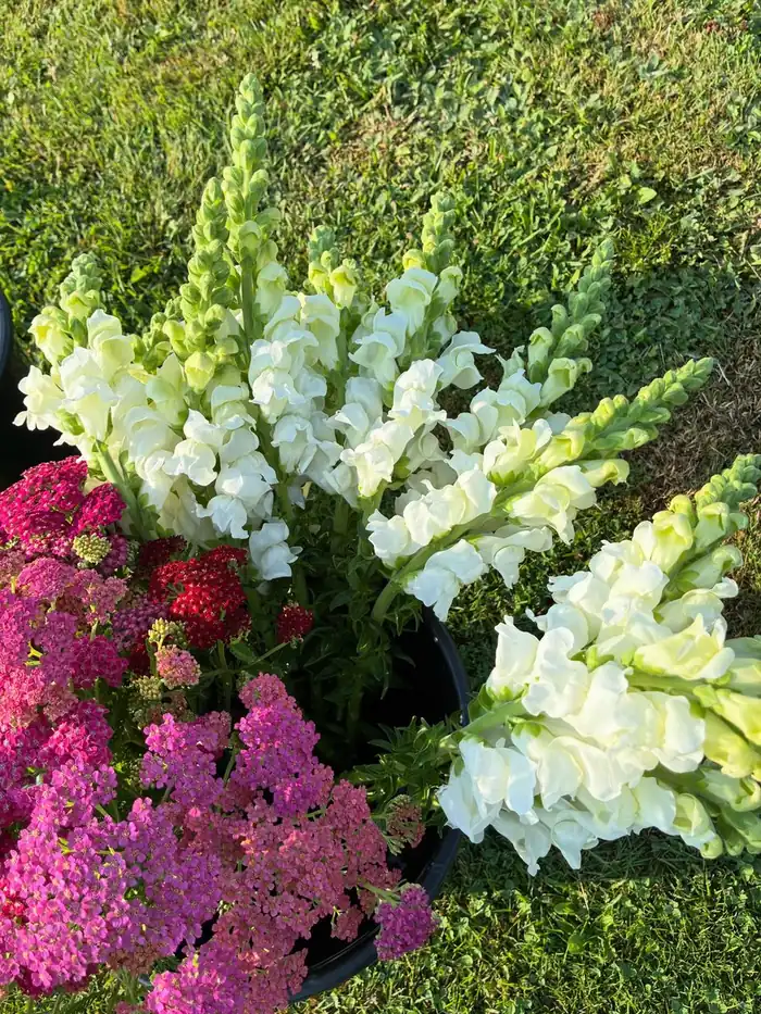 White snapdragons and pink yarrow in buckets on the grass
