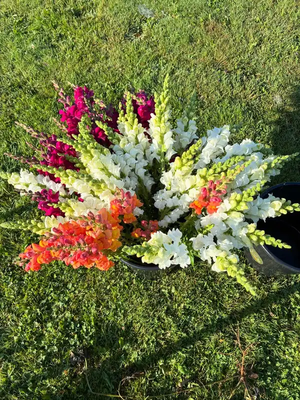 Red, orange and white snapdragons in a bucket on the grass