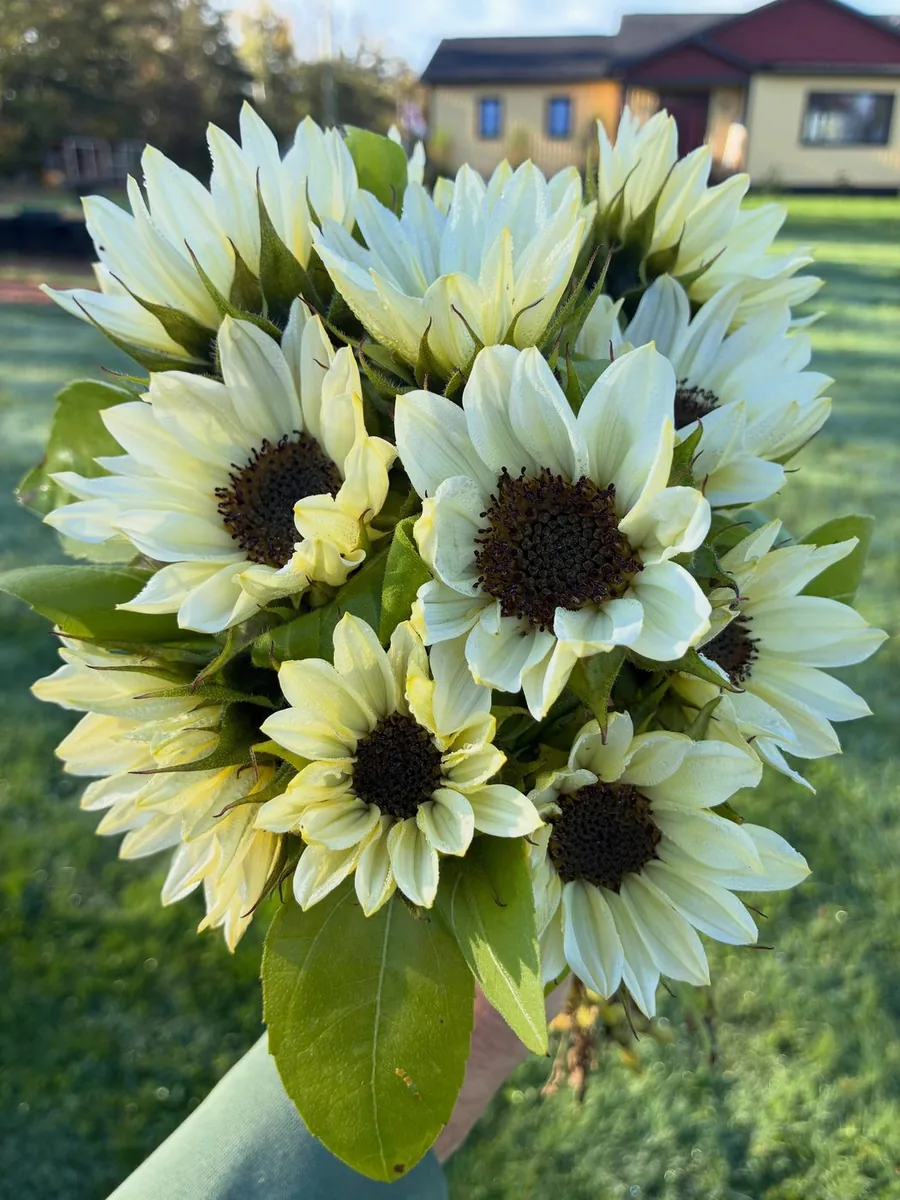 Handheld bouquet of white sunflowers with the farm behind